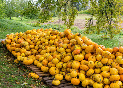 Yellow and orange pumpkins, pumpkin stack on wooden boards, preparing for halloween