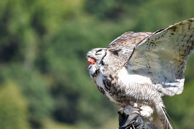 Close-up of bird perching on plant