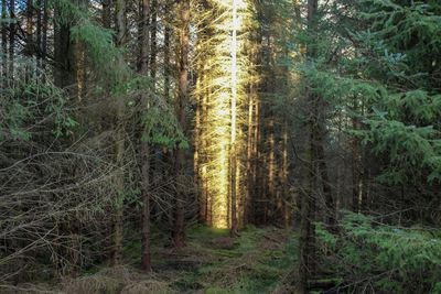 Pine trees in forest