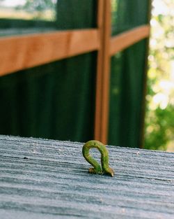 Close-up of lizard on leaf