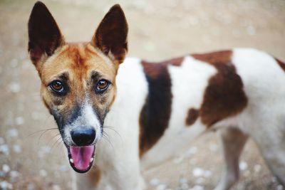 Close-up portrait of dog