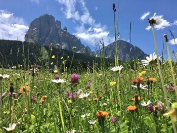 Scenic view of flowering plants on field against sky