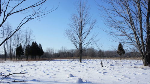 Bare trees on snow covered landscape