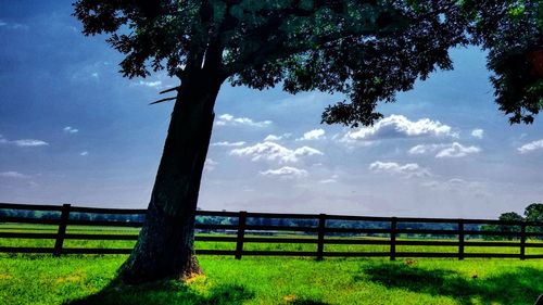 Trees on field against sky