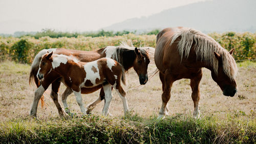View of cows on field