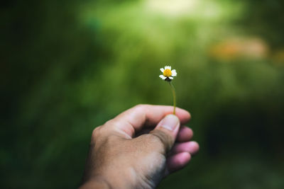 Cropped hand of man holding small flower