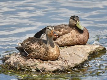 Two cute little ducks