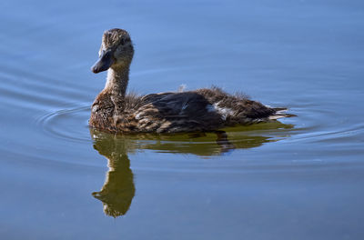 Duck swimming in a lake