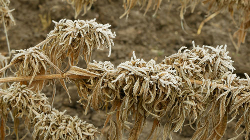 Close-up of dry plant on field