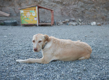 View of a dog resting