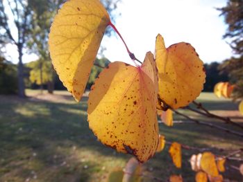 Close-up of yellow leaf