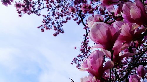 Close-up of fresh flower tree against sky