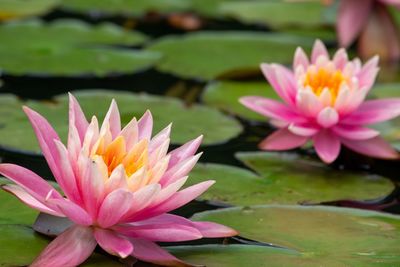 Close-up of lotus water lily in pond