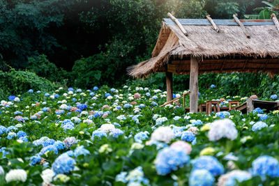 View of flowering plants on field