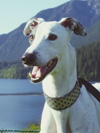 Close-up of a dog looking away