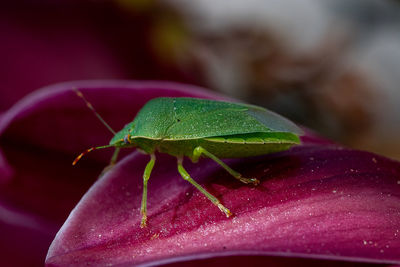 Close-up of insect on flower