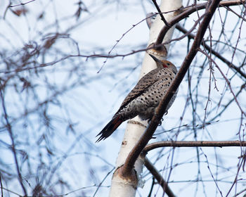 Low angle view of eagle perching on tree