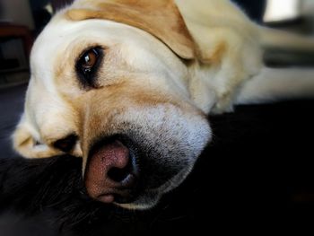 Close-up of dog lying down