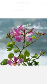 Close-up of pink flowers blooming outdoors