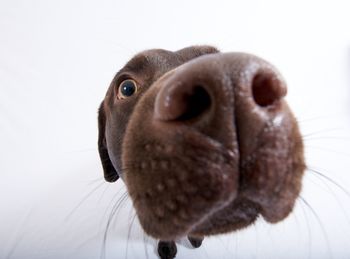 Close-up of animal over white background