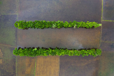 High angle view of potted plant against wall