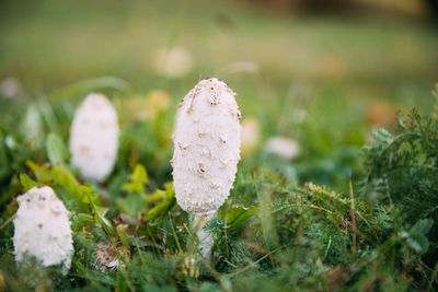 Close-up of mushroom growing on field