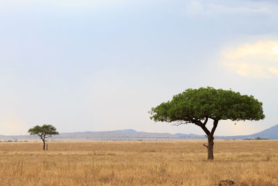 Tree on field against sky