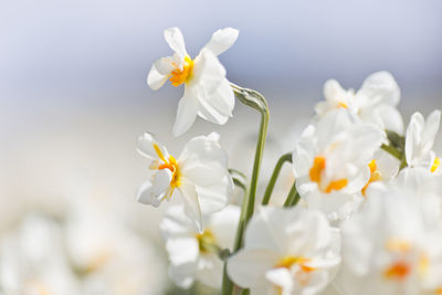 Close-up of white flowers