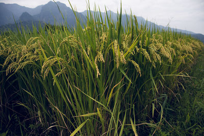 Crops growing on field