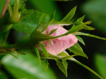 Close-up of pink flowering plant