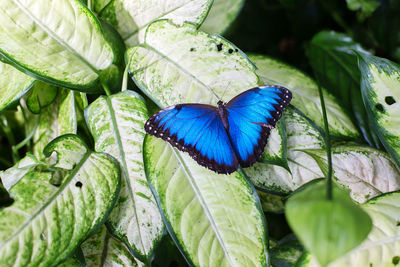 Close-up of butterfly on leaves