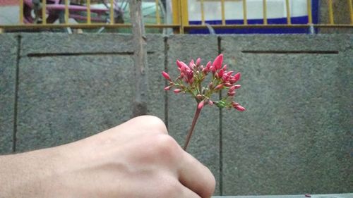 Close-up of hand holding flower against blurred background