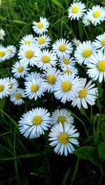 Close-up of white daisy flowers blooming in field