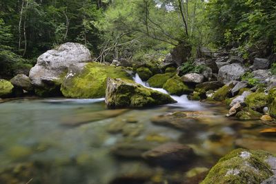 Stream flowing through rocks in forest