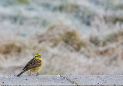 Close-up of bird perching outdoors