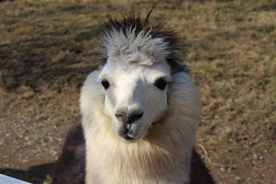 Close-up portrait of white alpaca