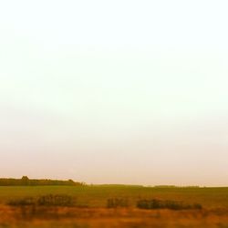 Scenic view of grassy field against sky