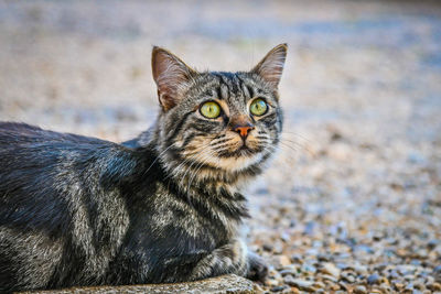 Close-up portrait of cat by sea