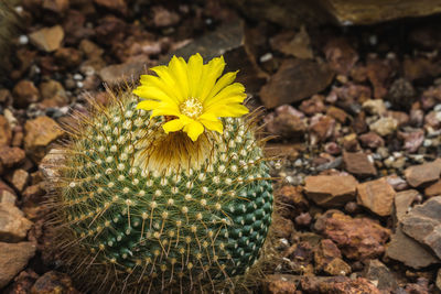 Close-up of yellow flower on rock