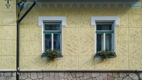 Potted plant on window of building