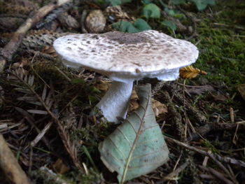 Close-up of mushrooms on mushroom