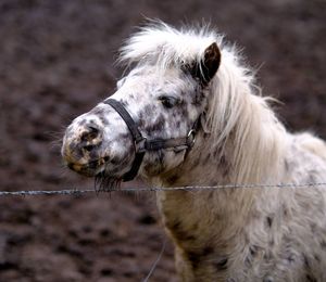 Close-up of a horse