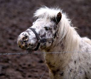 Close-up of horse on field