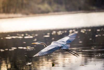 Blue heron in flight 