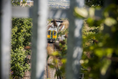 Tilt-shift image of plants