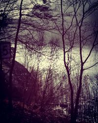 Bare trees against sky