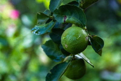 Close-up of fruit growing on tree