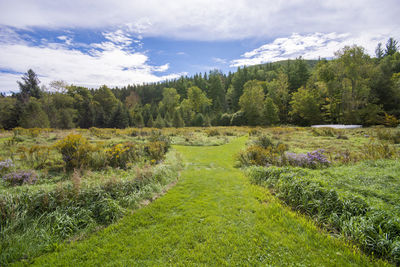 Scenic view of field against sky