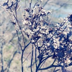 Close-up of cherry blossoms in spring