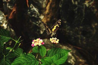 Butterfly on flower